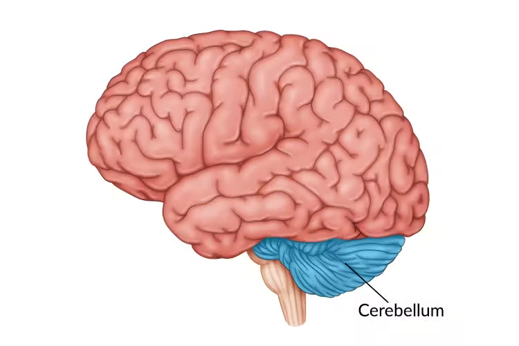 Cerebellum anatomy diagram showing half of brain neurons dedicated to movement and balance